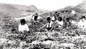 巾帼读党史丨大陈岛垦荒之路