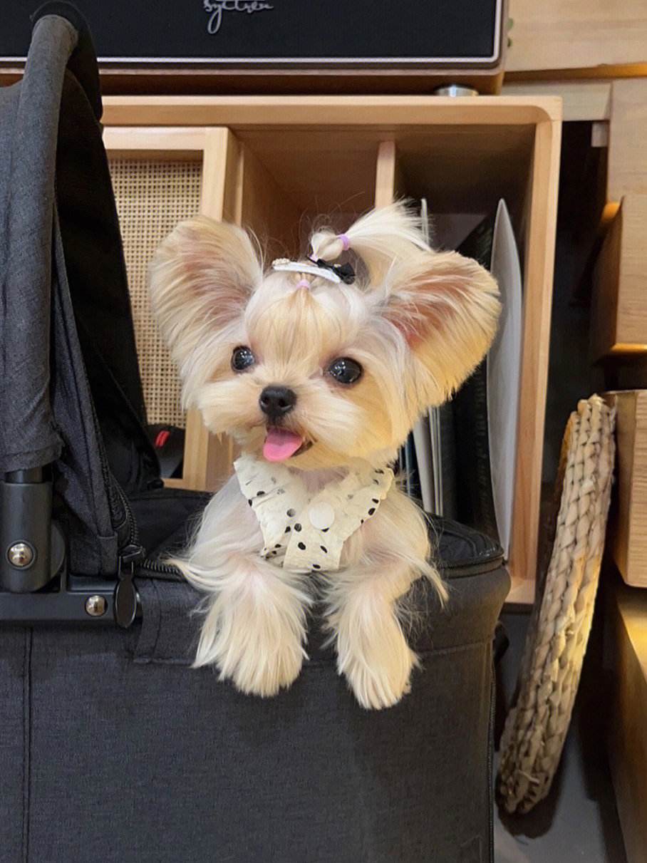 为什么说养狗就养"约克夏",原来因为这些原因!