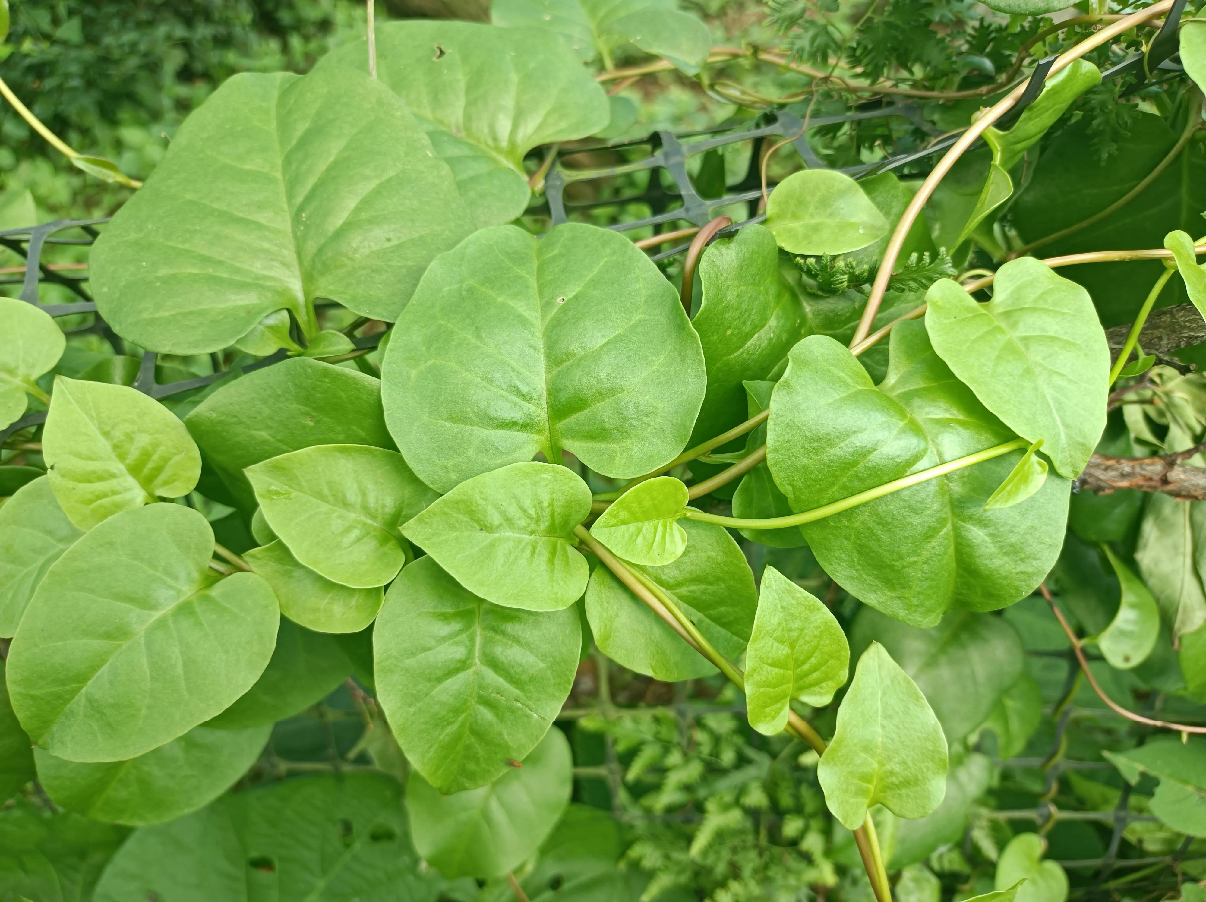 农村消炎草药图片