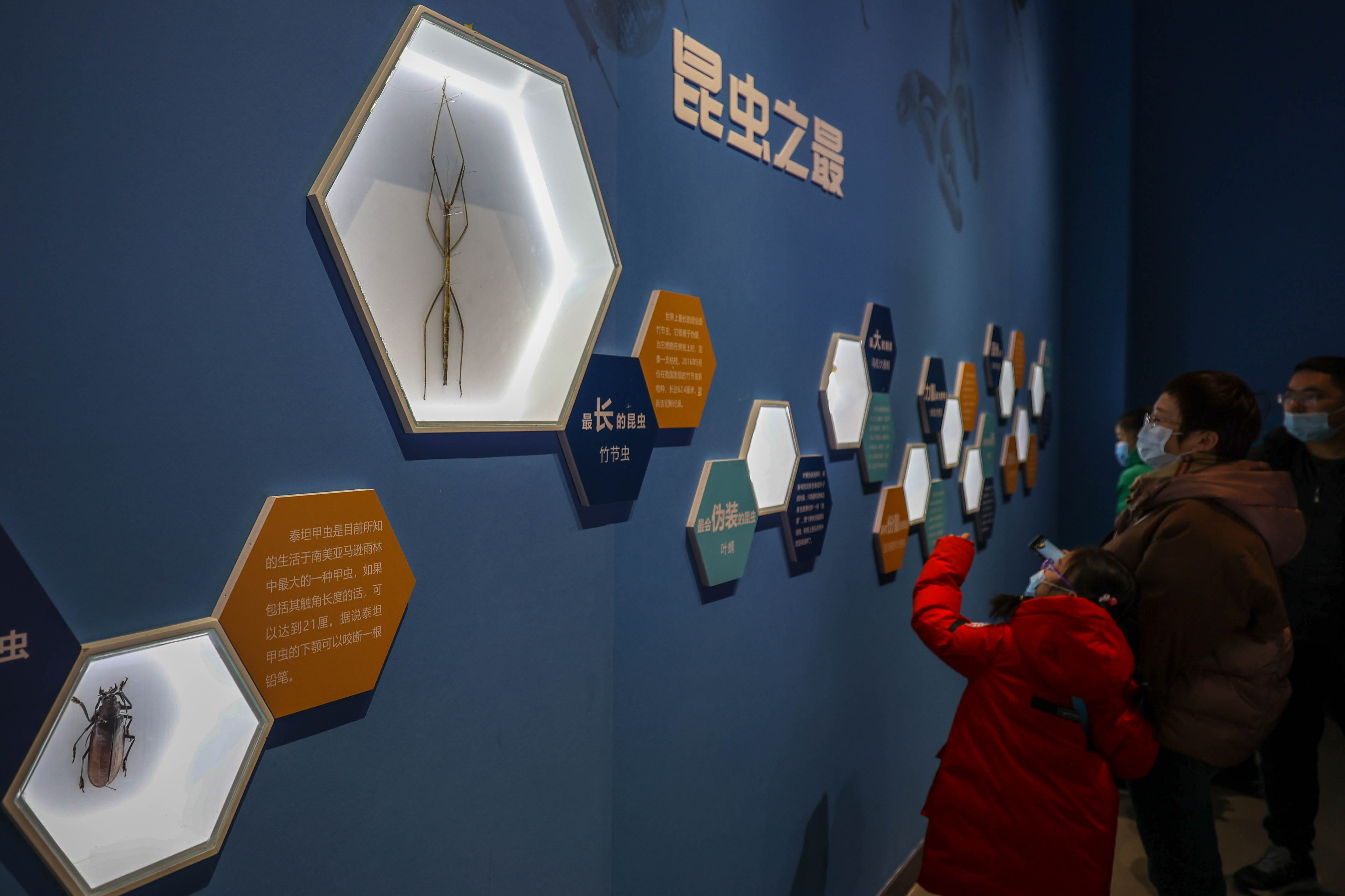 虫·逢——世界珍稀昆虫标本展在山东博物馆开展