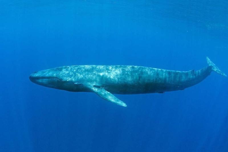 蓝鲸,作为现存的地球最大哺乳动物,它的心跳有怎样的奇特之处?