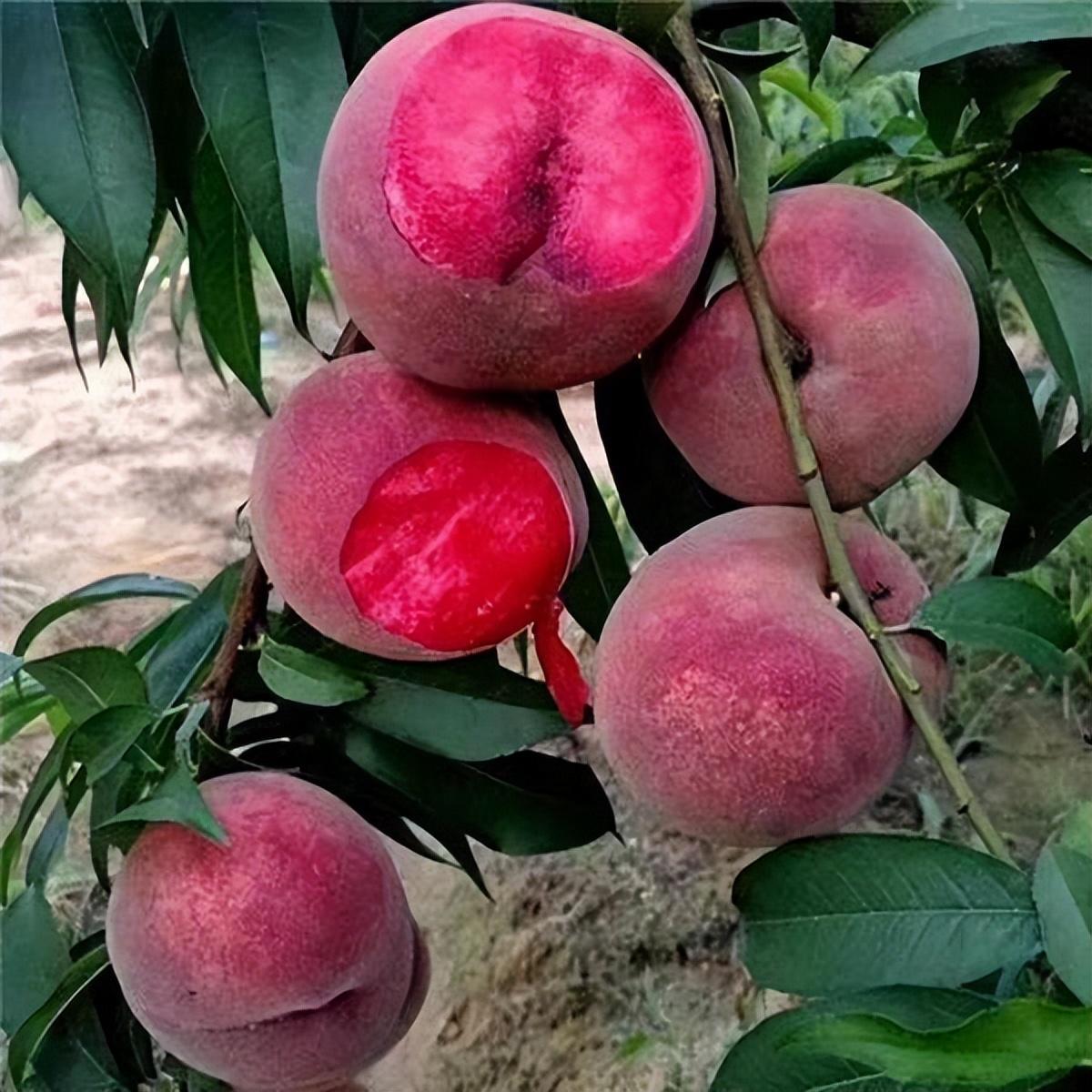 当我把一种新水果引进他们面前时,无论是否有田地,人们都很喜欢