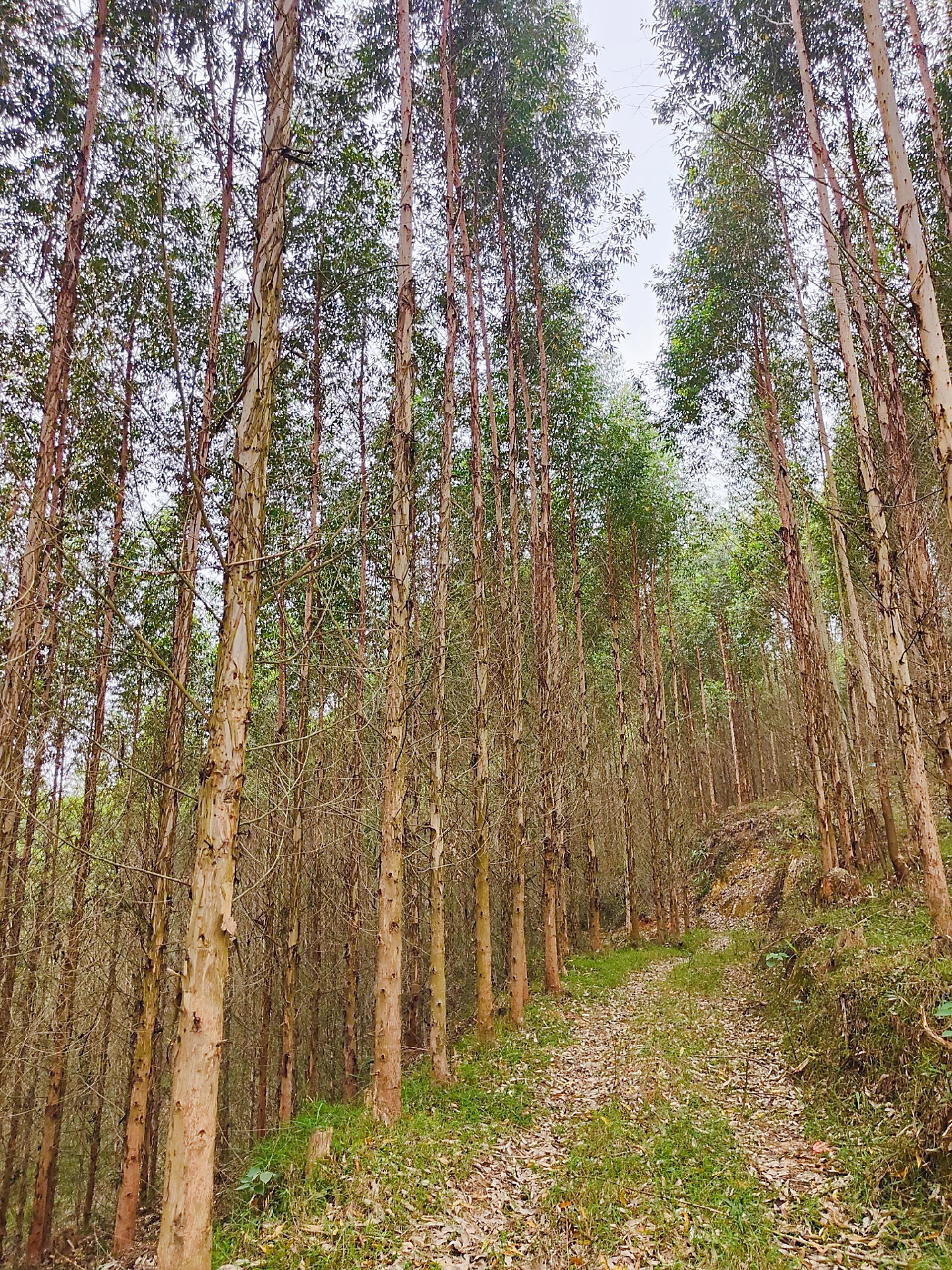 选择比努力更重要,种杉木和种桉树哪个是坑