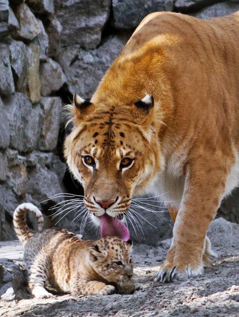 公老虎和母狮子相遇,是狭路相逢勇者胜,还是一样吃狗粮