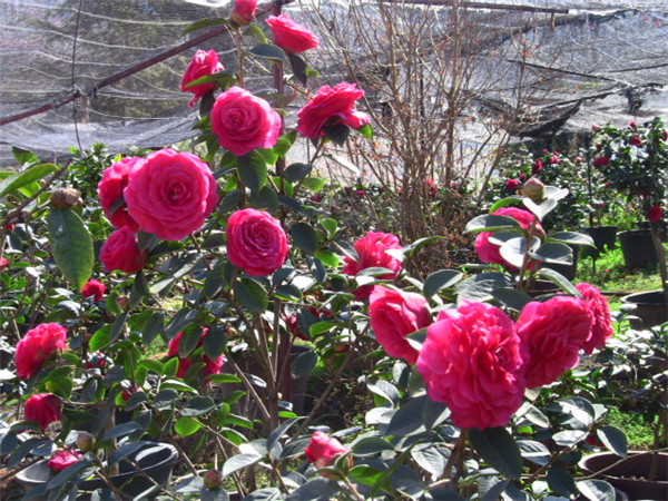 它被誉为"茶花之王",颜值高,香味浓,花期长,满满的高级感