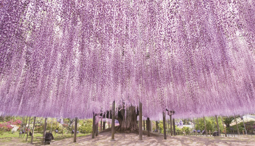 栃木县「足利花卉公园」紫藤花梦幻绝景,园内赏花,美食全攻略