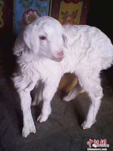 推荐罕见！济南一农户家的母羊生下一只小羊，7条腿8个蹄！