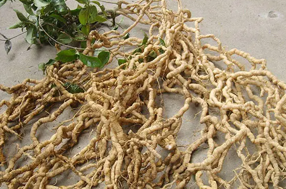 "北有人参,南有巴戟天",巴戟天是怎样一种植物,你认识吗?