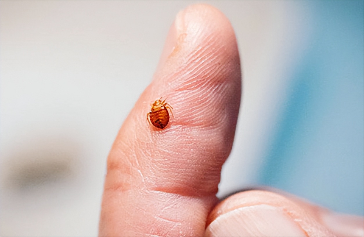 人哪有不疯的?韩国网友竟为报复邻居在二手市场求购吸血臭虫!