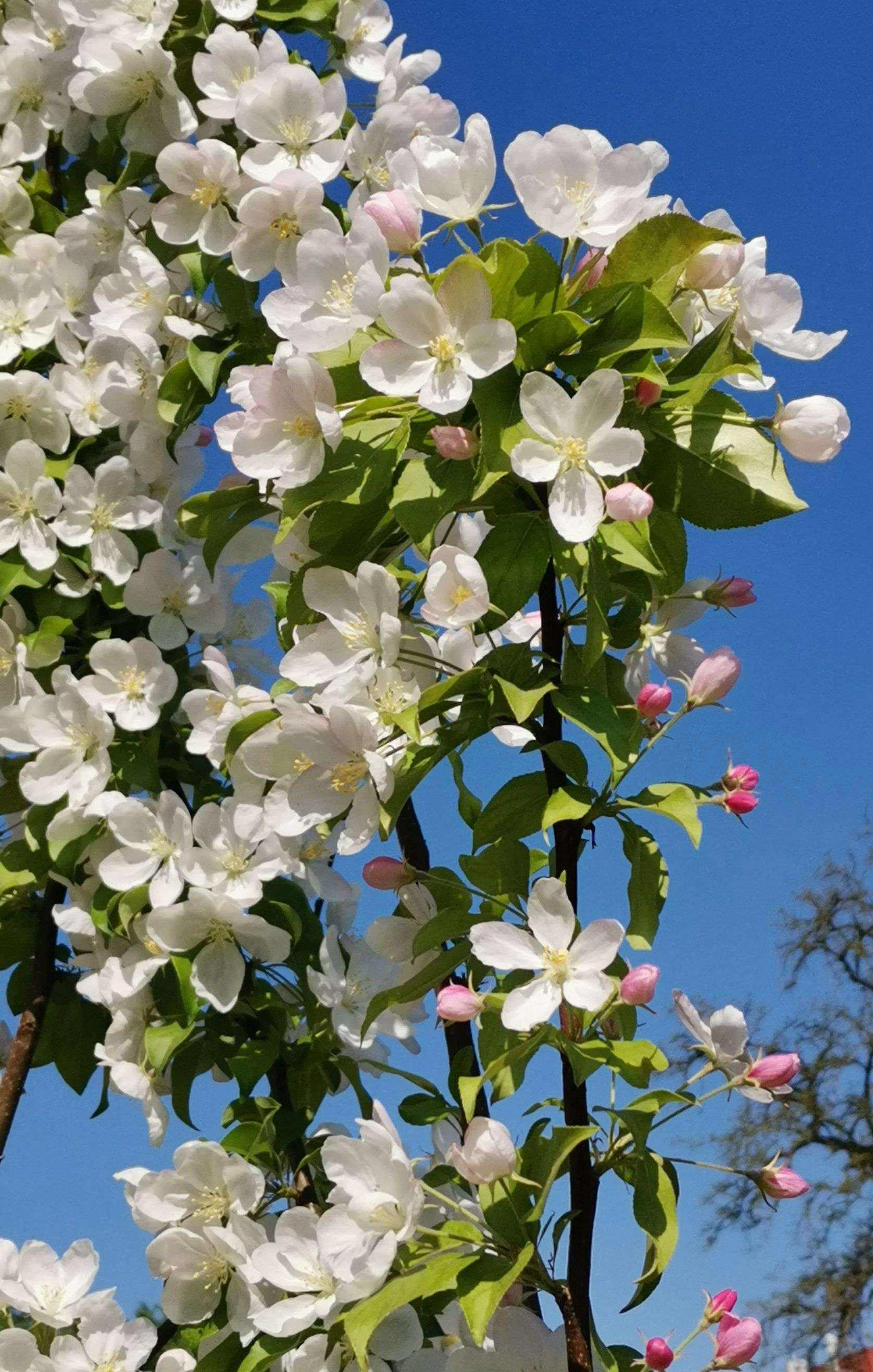 海棠树品种推荐:最好的十个海棠树品种