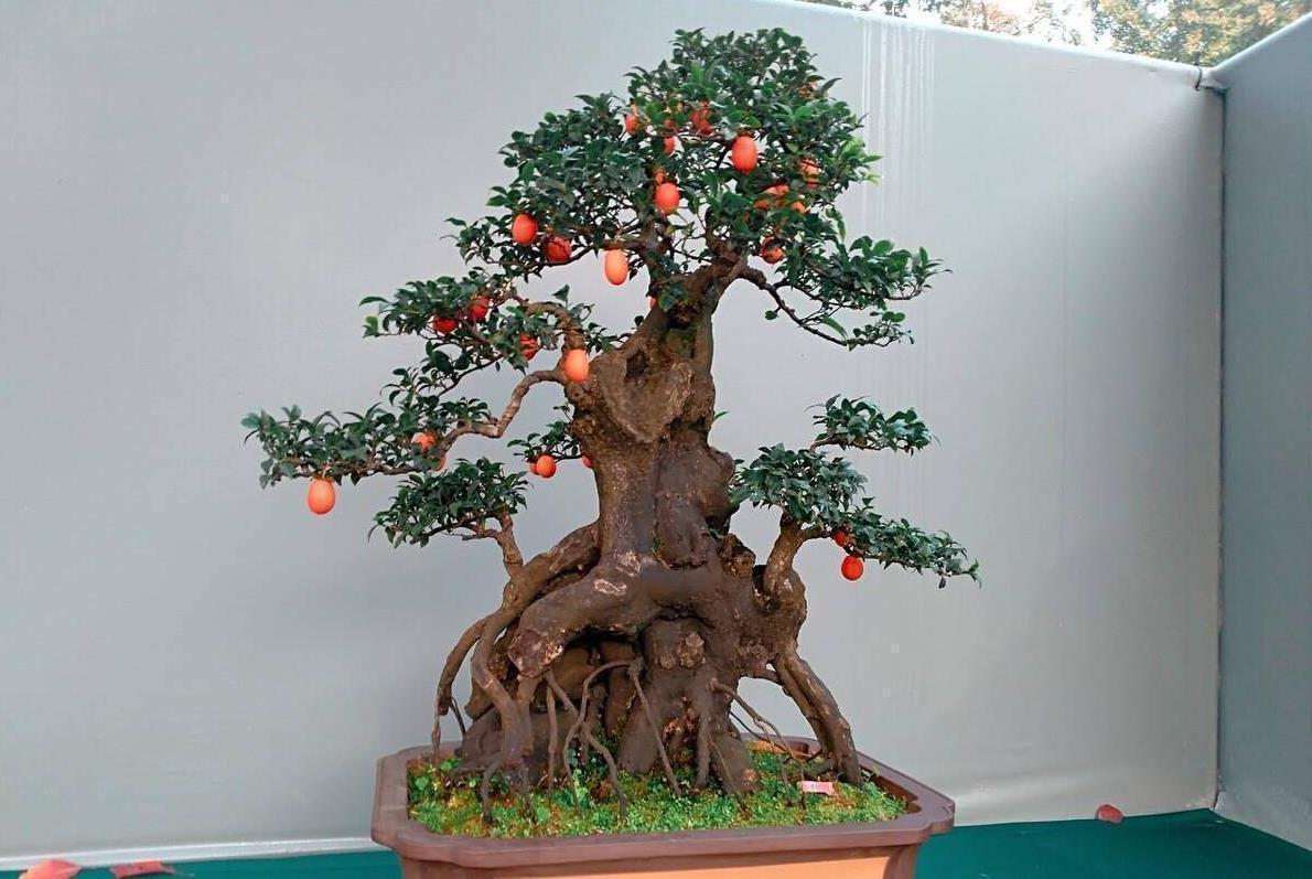 家庭盆栽金弹子,掌握住这4个技巧,好看又好养,观赏价值高