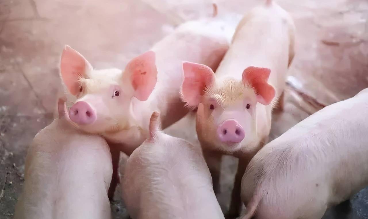 养猪人赶快收藏学习!