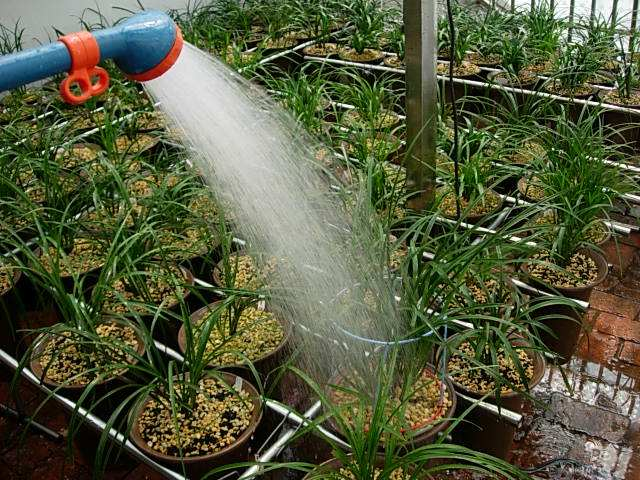 兰花夏天怎么浇水?2个方法对号入座,避免黑腐烂根!