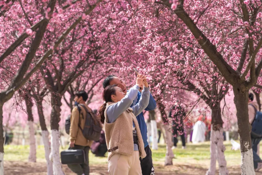 来曲江,踏青赏花沐春光吧!