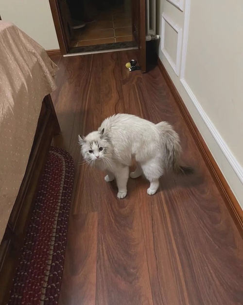 猫猫神经炎弓背已好 家长请避雷
