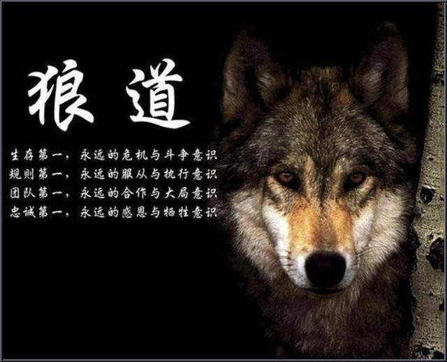 《狼道》教你成为"狼人",让人看清社会,强者不怕失败