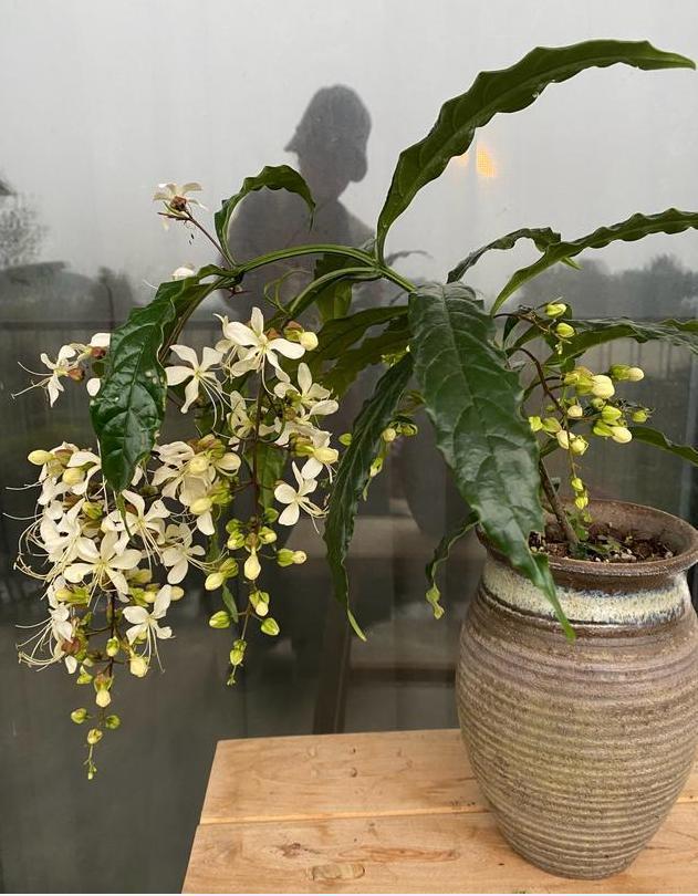 精品盆栽——垂丝茉莉