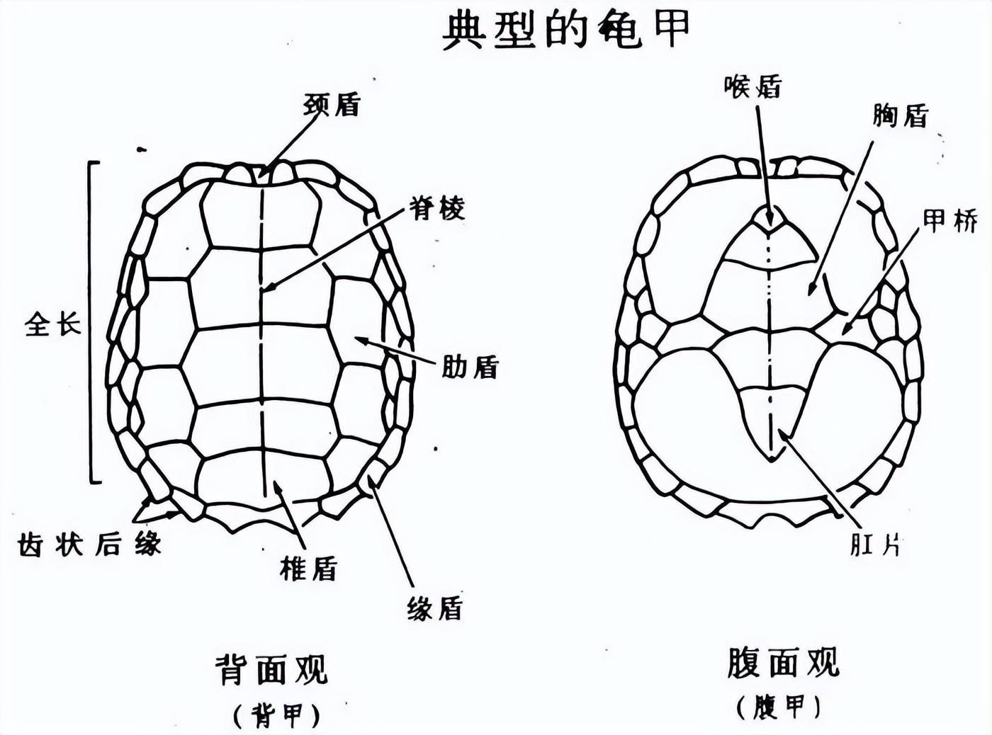 乌龟的组成部分结构图图片