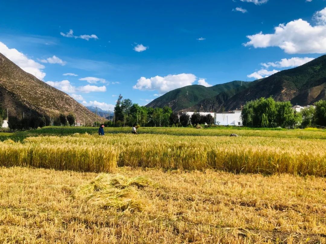 "农"墨重彩 "丰"景如画 ——乡城青稞迎来丰收季