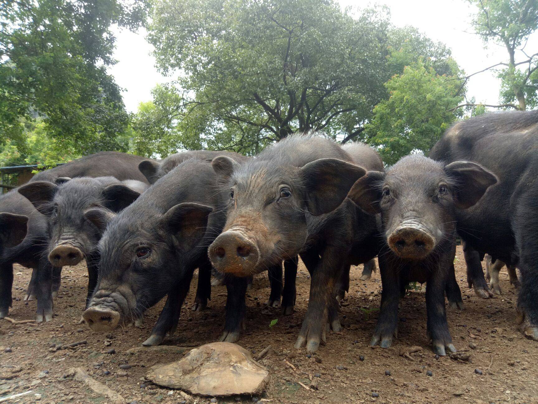 猪肉自由了反遭嫌弃,10元/斤也不稀罕,为何人们不爱吃猪肉了?