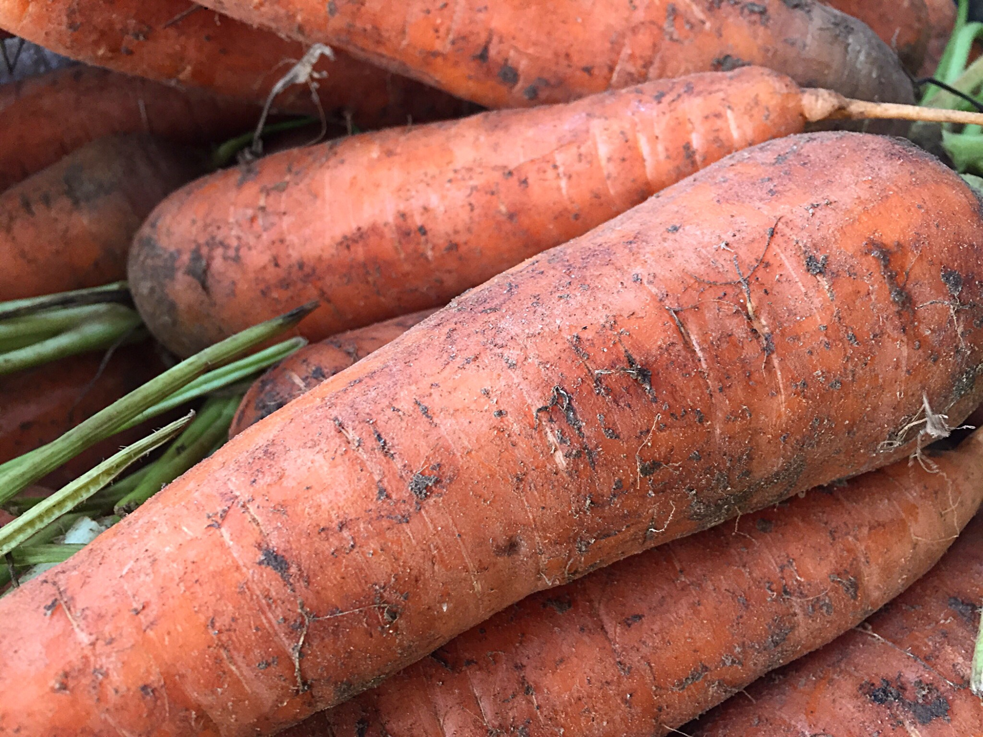 带泥胡萝卜 - 2020年最新商品信息聚合专区 - 百度爱采购