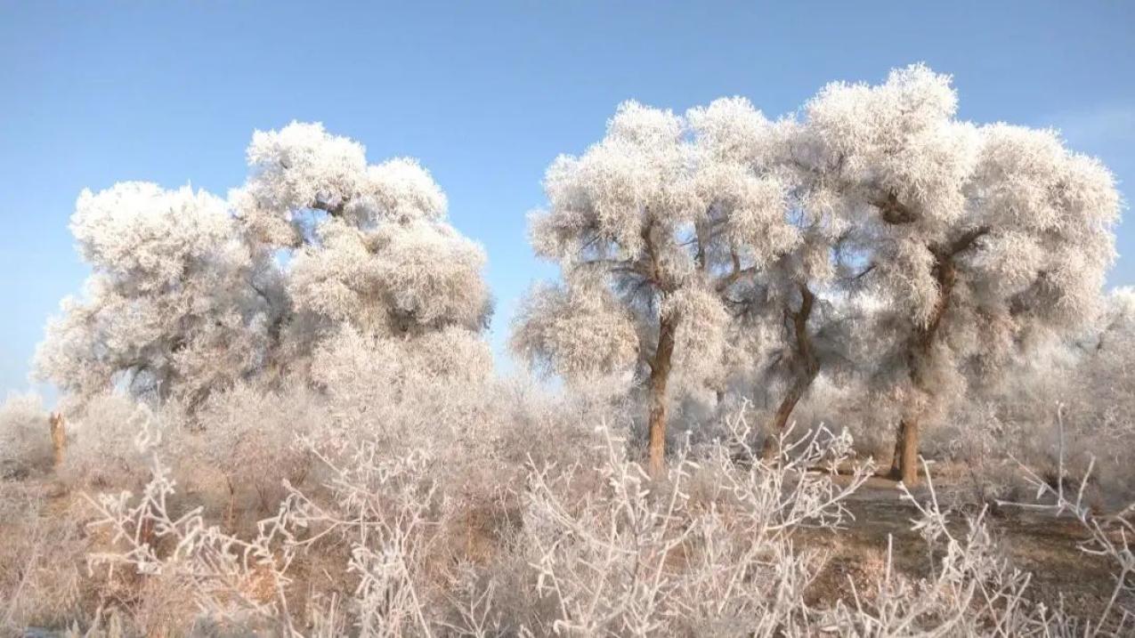 胡杨林歌手 壁纸图片