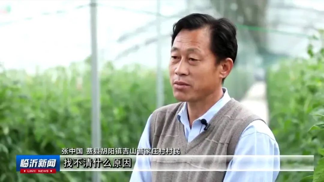 胡阳镇:西红柿映红致富路