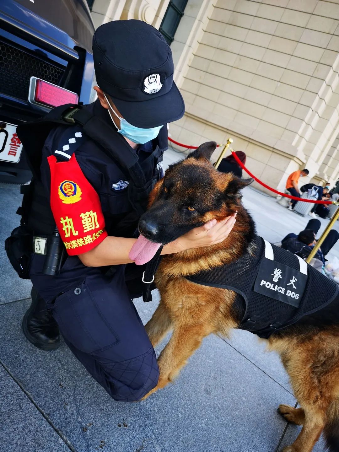 警犬刀锋现状图片