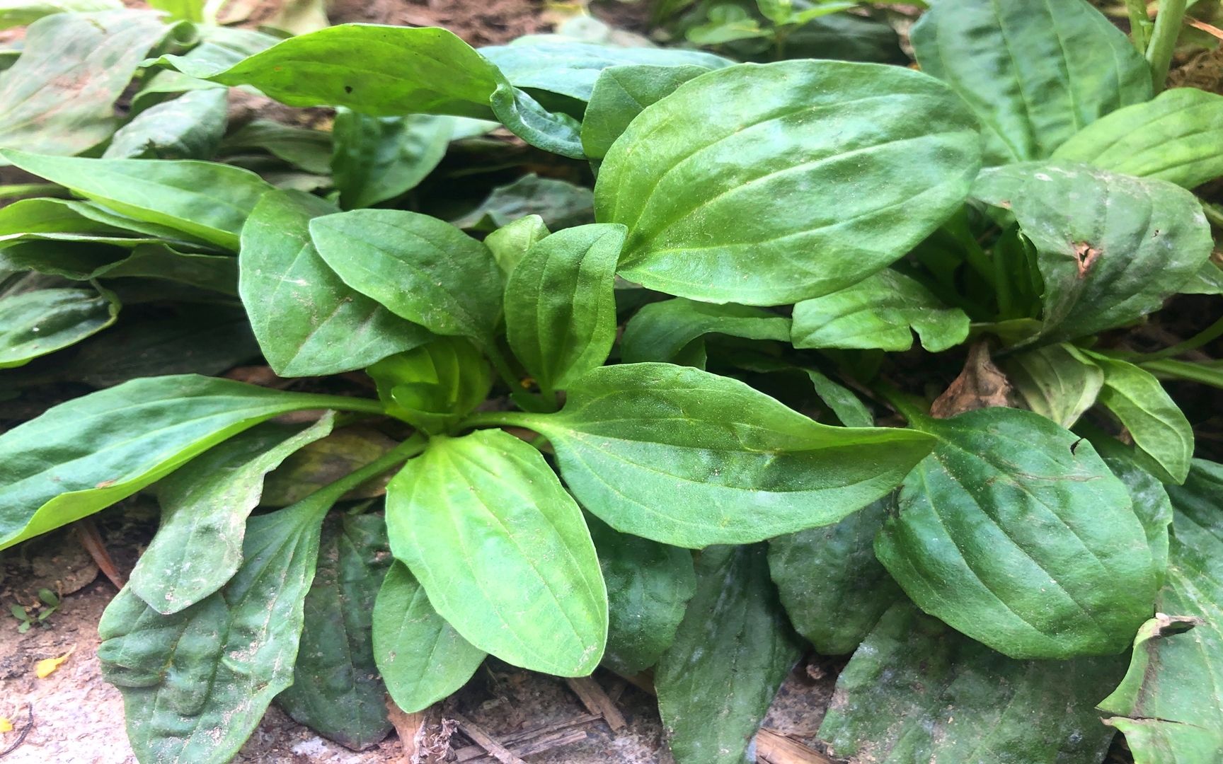 农村遍地生长的车前草,奶奶常拔回去备用,人称它为"勺子菜"