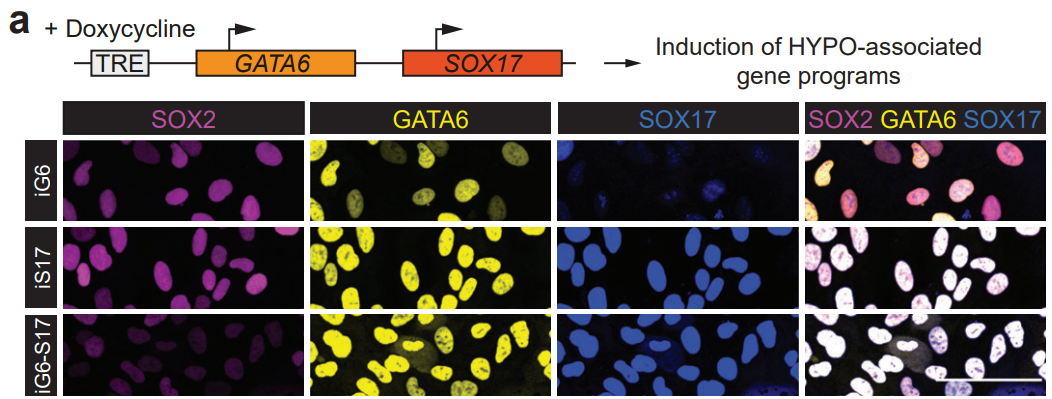 nature背靠背|着床后人类胚胎模型