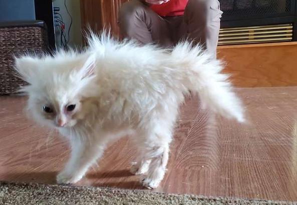 流浪猫咪和狗老大见面,立刻炸毛变棉花糖,两天后却在它怀里撒娇
