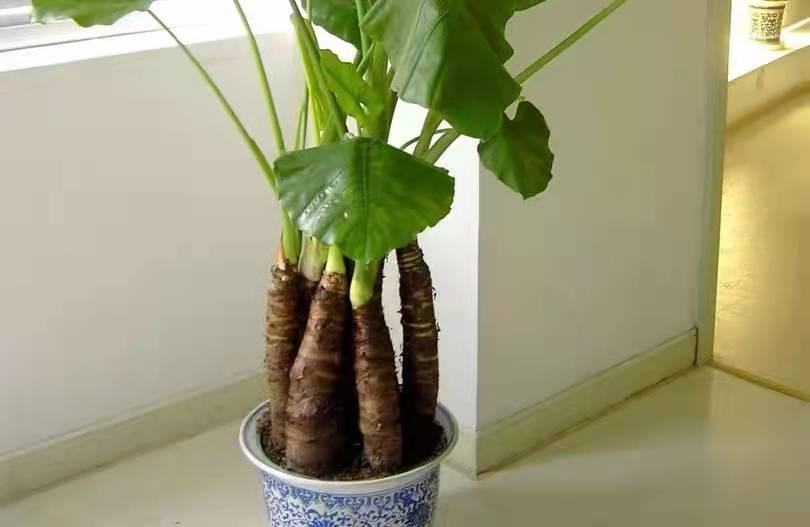 滴水观音植物能放在家里吗?