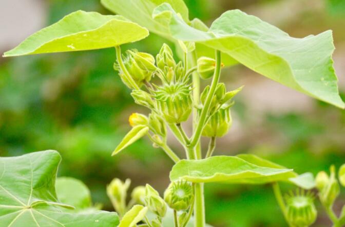 风雷传说:苦熬鸟的传说