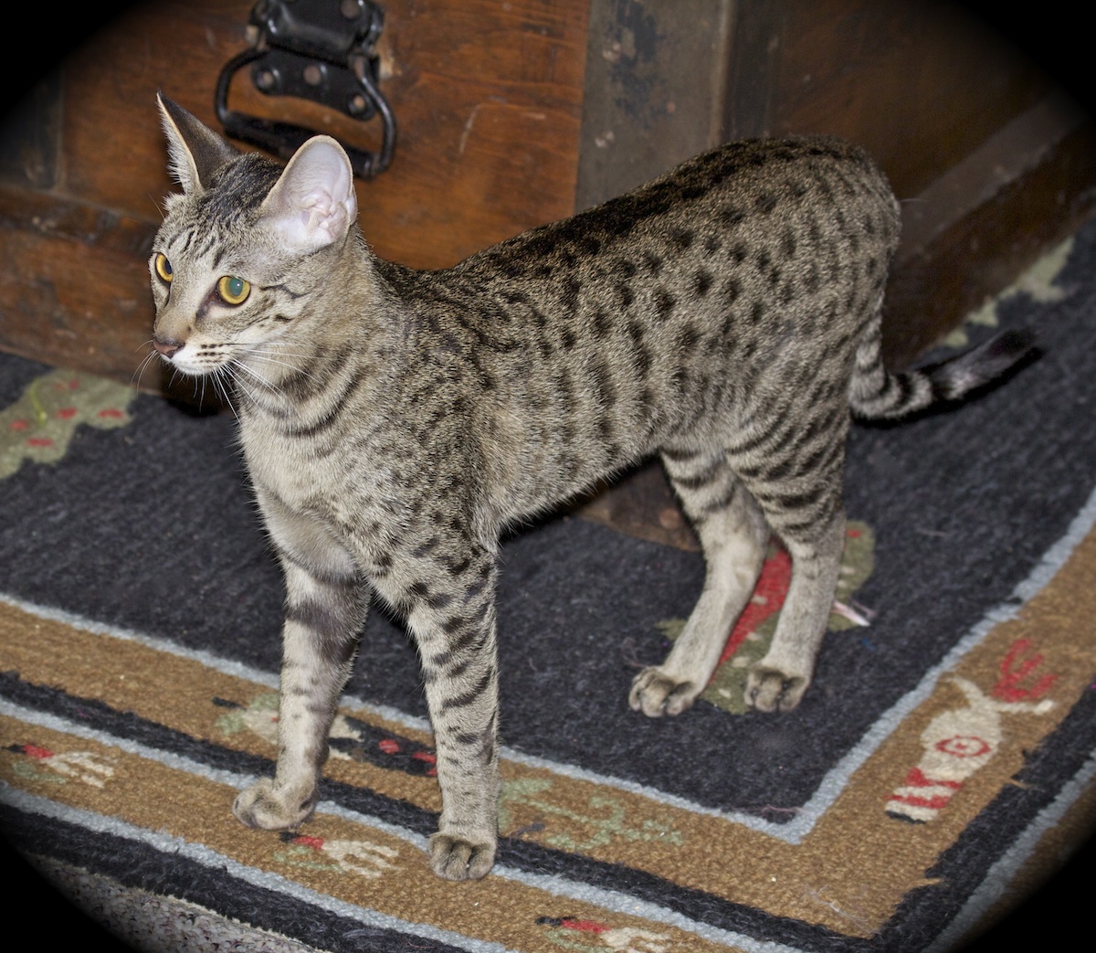 萨凡纳猫f1到f5样子区别