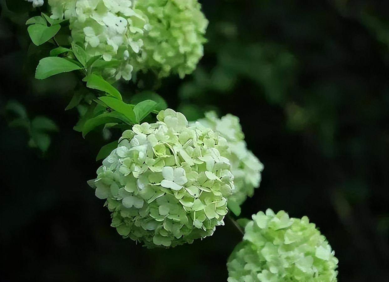 繡球花界的