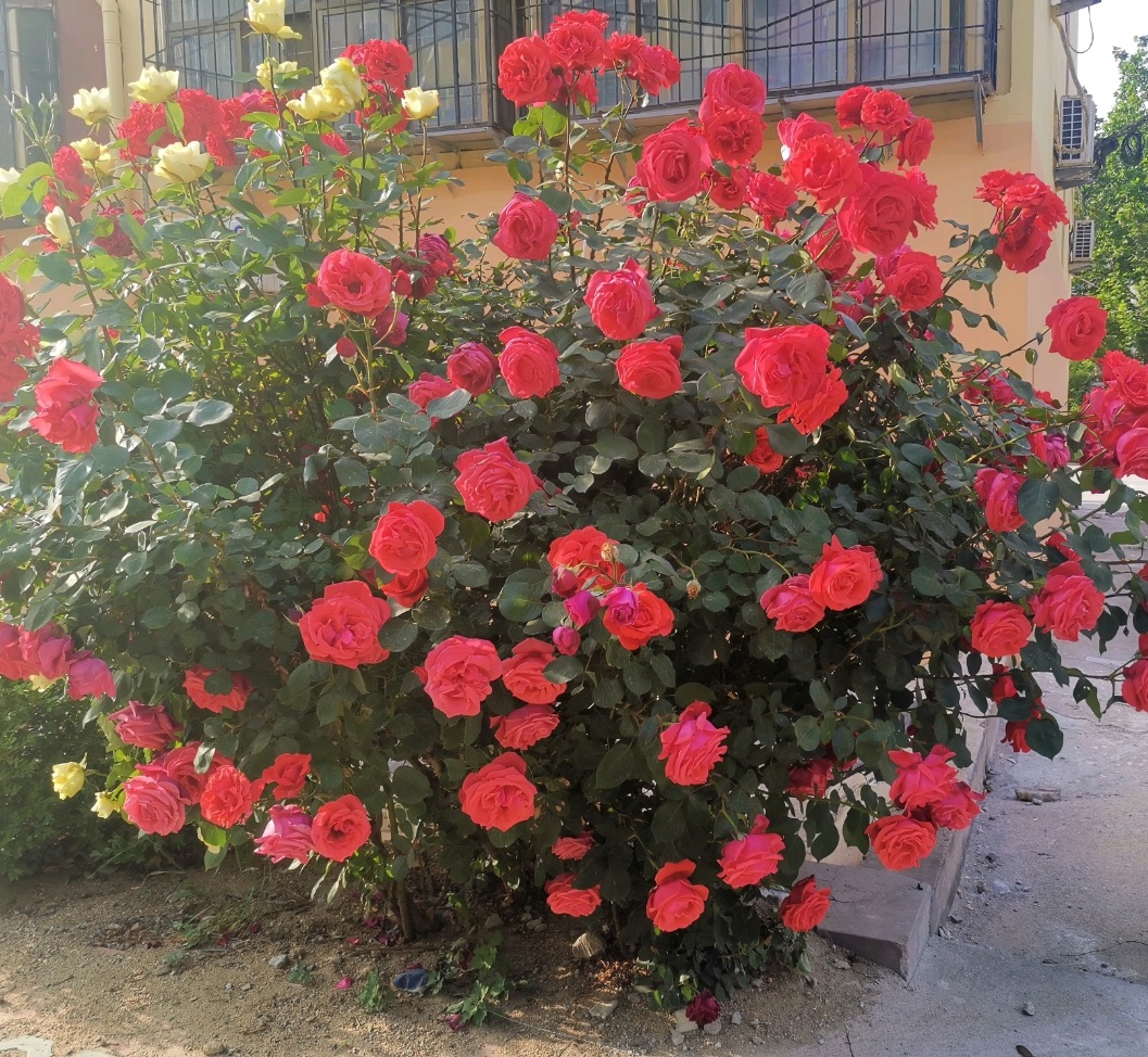 中国古老月季—绯扇,不输欧月日月,花大色艳香浓,四季都有花赏