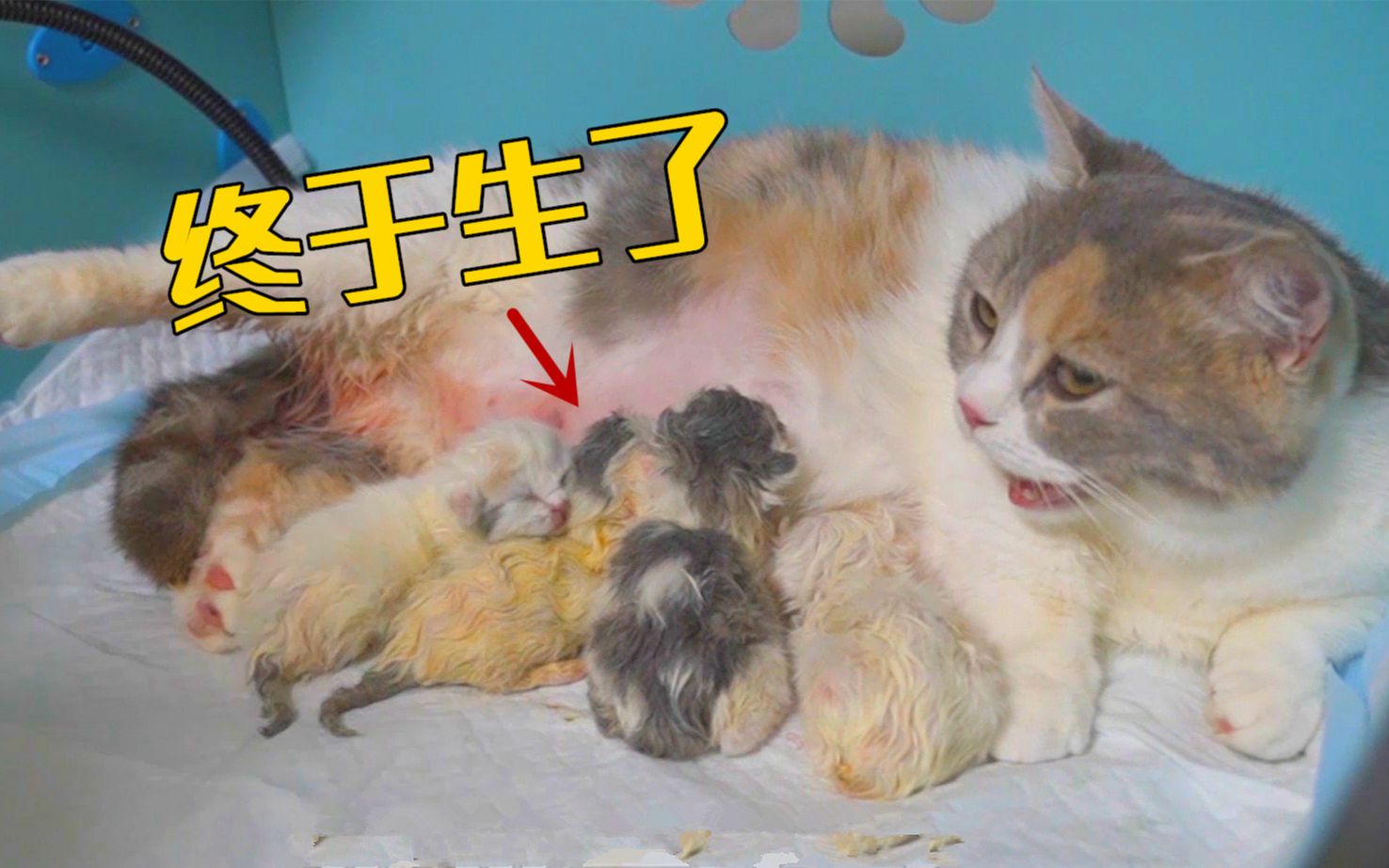 小母猫第一次生宝宝会自己生吗 母猫第一次生小猫需要帮忙吗
