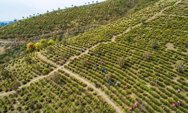 巢湖市庙岗乡:千亩黄金茶开始采摘