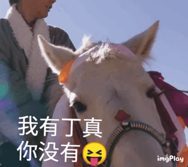 丁真愿望成真!小马珍珠在镇上友谊赛跑了第一名!
