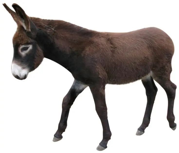 你的耳朵像驴耳吗?这种面相有什么讲究?