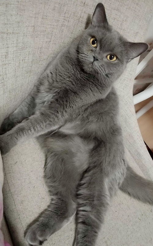 蓝猫折耳一定不能买吗