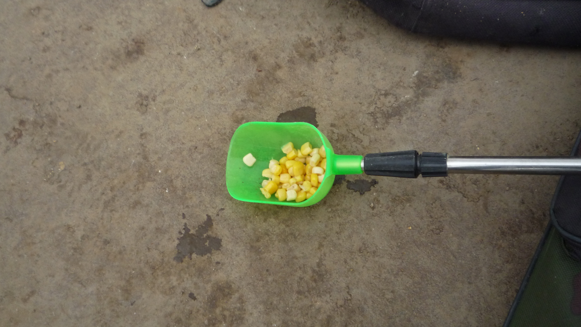 用老玉米作钓饵,用老玉米打窝,窝量绝不能大了,一次撒二三十粒即可,要