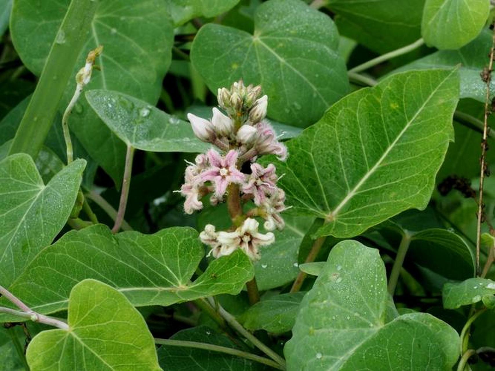 东北"嗷嗷叫"是一种多年生草本植物,属于萝藦科,茎部细长,叶片椭圆形