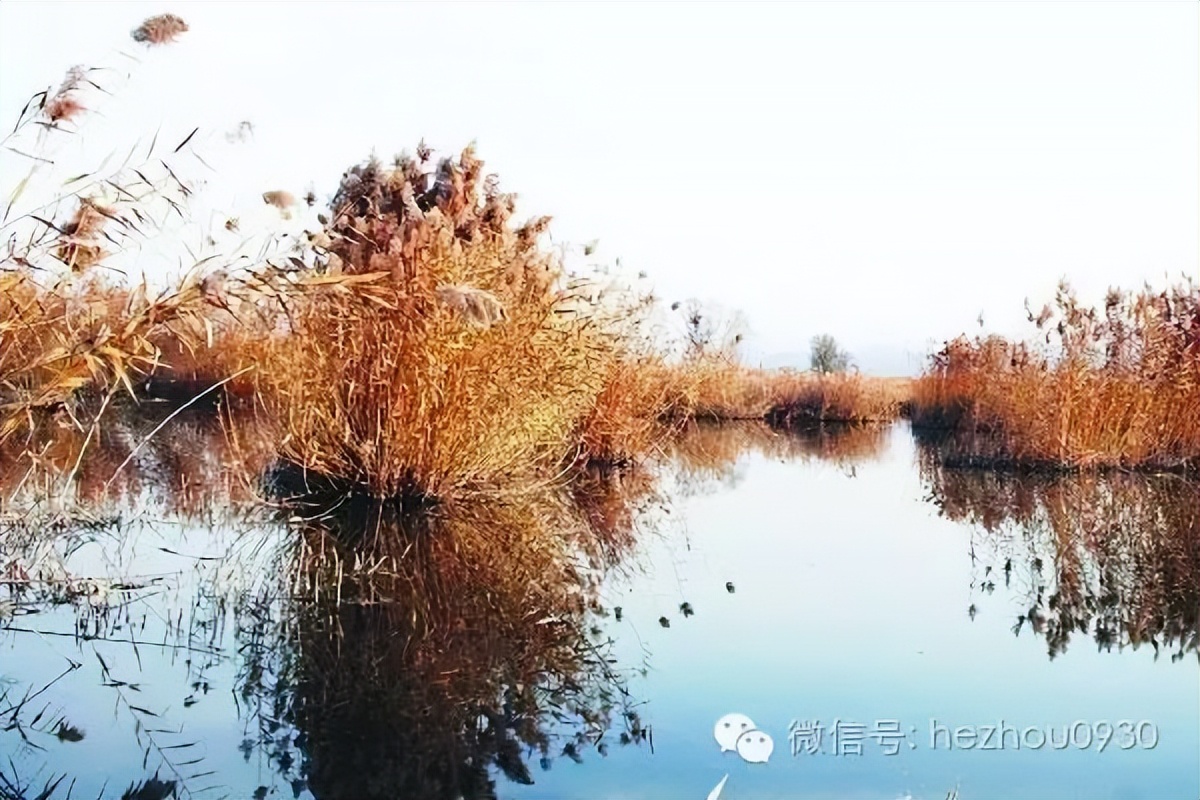 美图|永靖县太极岛湿地乐园