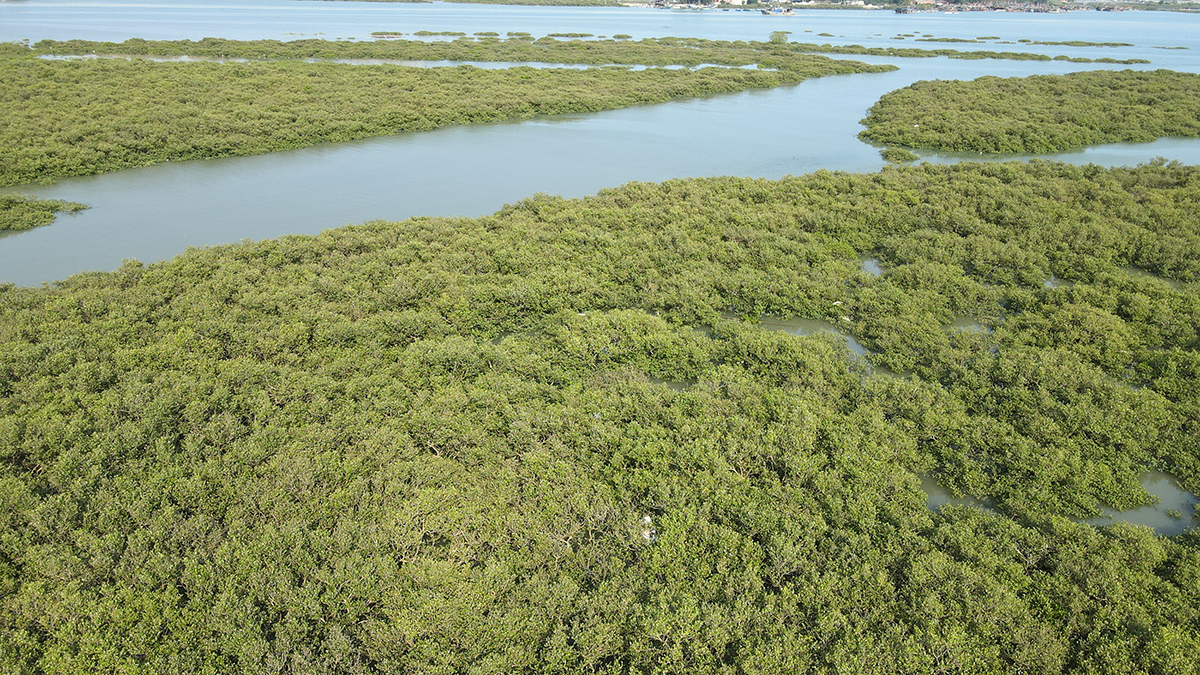 大发现,这里将是克隆版的北海金海湾红树林景区