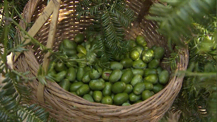 除此之外,东白湖镇娄东村都是新栽的香榧树,所以在产量上也没有太大的