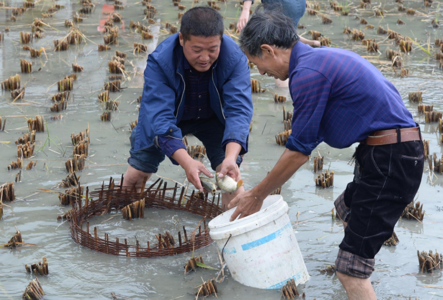 曾在农村很流行的"稻田养鱼",为何现在不火了?主要有3点原因