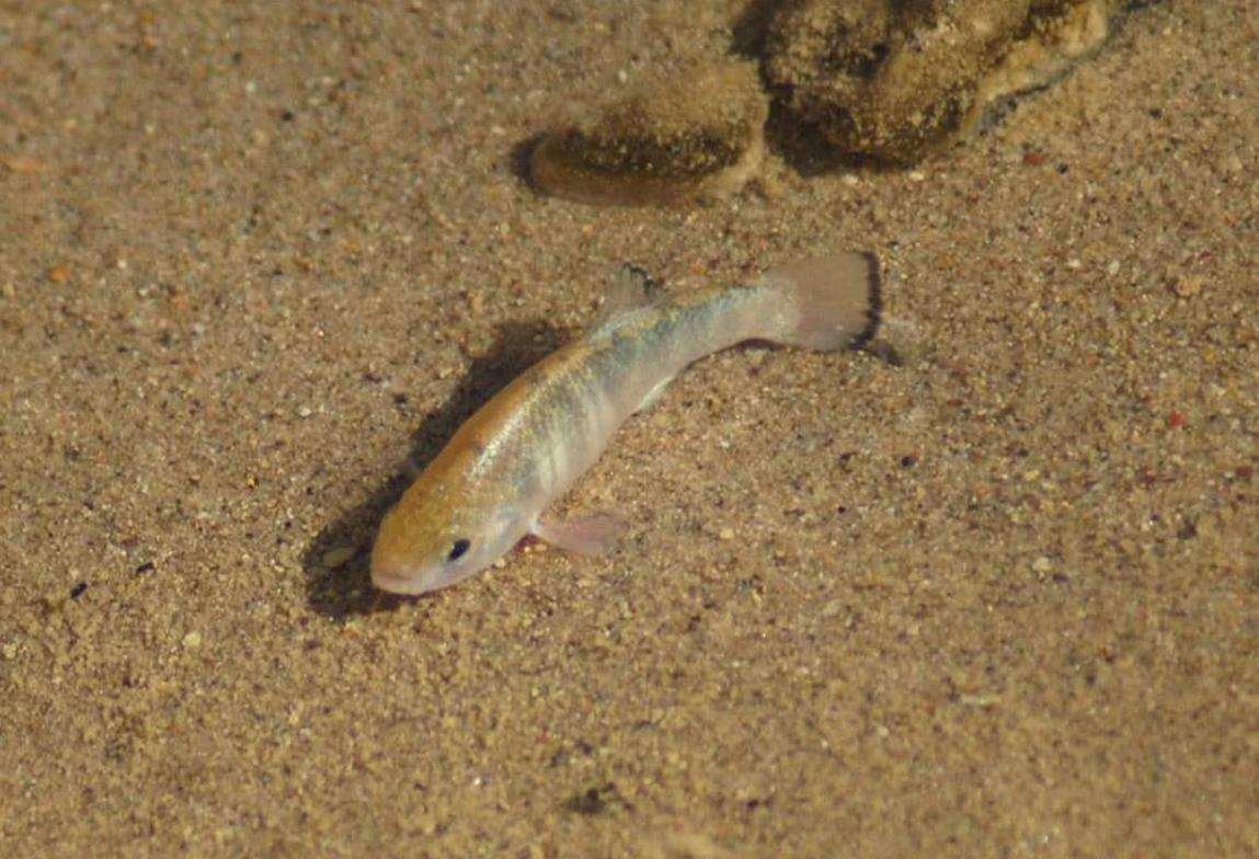 仅剩38条!沙漠鱼与世隔绝了6万年,为何不能转移出来?