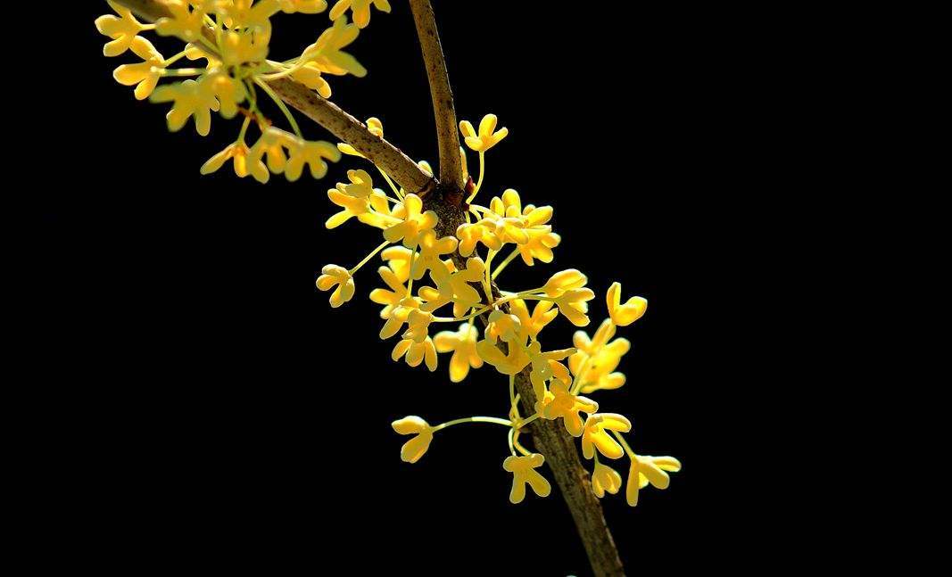 木樨花花语是什么?