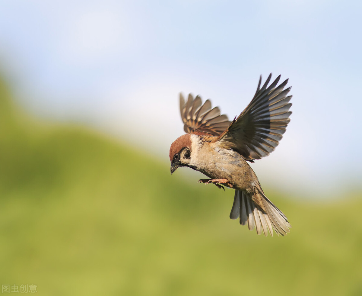 随处可见的麻雀,居然是苏联进口的百万只麻雀的后代,本土麻雀呢